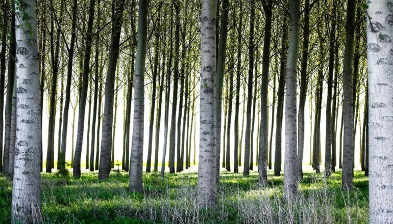 CRISPR breeds greener poplar trees