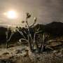 ‘Fire whirls’ threaten Joshua tree desert in scorching US