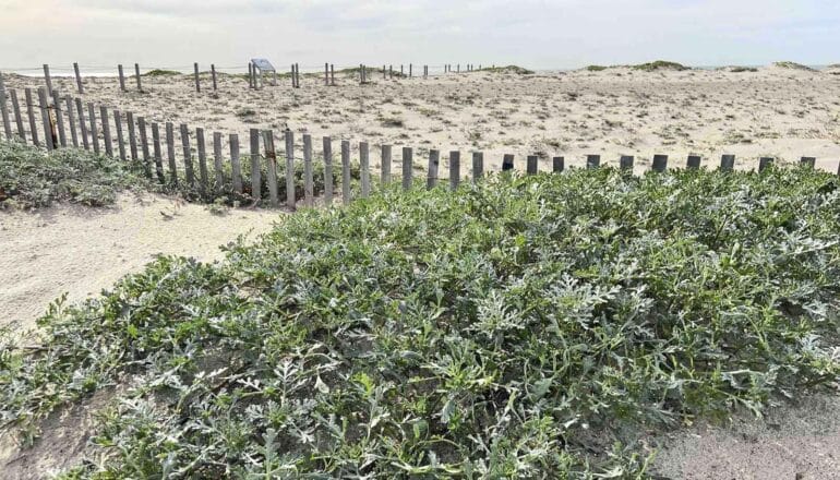 Dune restoration appeals to people, plants, and birds