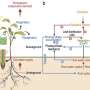 Enhanced dominance of soil moisture stress on vegetation growth in Eurasian drylands