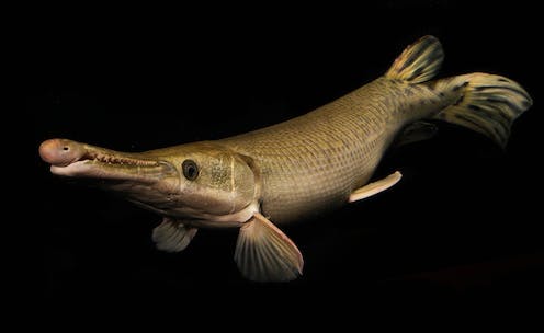 In search of the world’s largest freshwater fish – the wonderfully weird giants lurking in Earth’s rivers