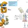 Fine-tuning antibodies for treating tumors and infections