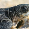 Tag team effort brings tech to aid leatherback turtle conservation