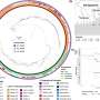 New cholera substrains in Bangladesh uncovered by genomic surveillance confirm the importance of vaccination