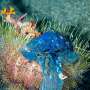 Plastic pollution on coral reefs increases with depth and mostly comes from fishing activities, study finds