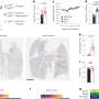 Protein inhibits development of COVID-19 in live animals