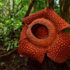 Philippines research offers hope for conserving enigmatic Rafflesia plants