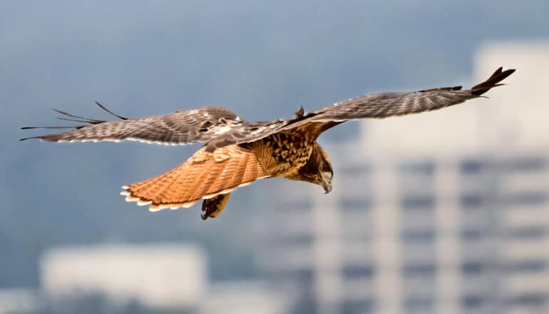 100% of red-tails at clinic carry blood-thinning rodenticides