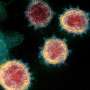 Newly-discovered antibodies can neutralize COVID-19 variants, potentially prevent future coronavirus outbreaks