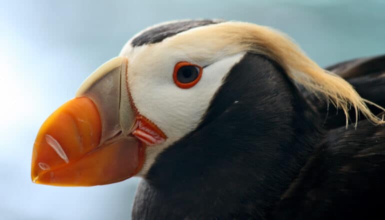 Seabird die-offs follow ocean heat waves