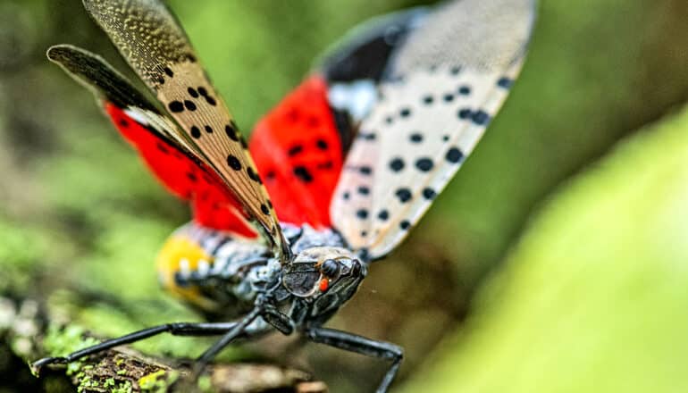 Robot goes after spotted lanternfly eggs