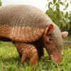 Sweet solution: Armadillo-friendly honey helps Brazil beekeepers, giant armadillos