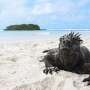 El Nino spells trouble for vulnerable Galapagos iguana