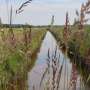 Rewetting German marshes to blunt climate change impact