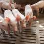 U.S. livestock, pet industries pose disease threat to people