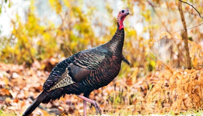 Climate change may not alter turkey nesting much