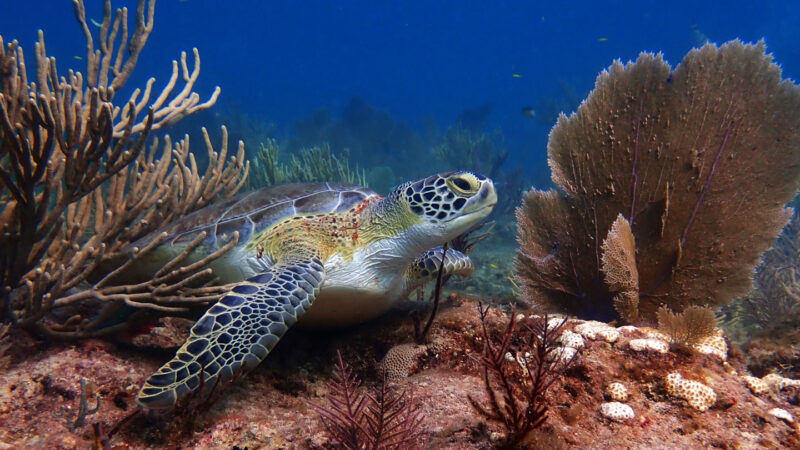 Extreme ocean heat off Florida has ebbed. But for marine life, the danger remains