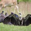 Nests of hope: Nepal’s vulture colonies hold on amid new threats