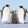 ‘Catastrophic breeding failure’ for penguins as Antarctic sea ice vanishes