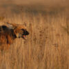 Heart rate monitors to measure stress on maned wolves in Brazil’s Cerrado