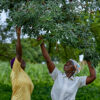 Progress is slow on Africa’s Great Green Wall, but some bright spots bloom