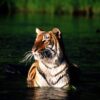 For Nepal, 2023 changed course of tiger conservation efforts