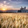 Getting the bread: What’s the environmental impact of wheat?