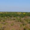 To safeguard a rare Brazilian woodpecker, an NGO bought out its habitat