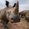 World’s largest private rhino herd doesn’t have a buyer — or much of a future