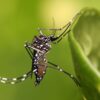 Zika, dengue transmission expected to rise with climate change