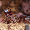 Do virus-detecting ants hold the key to preventing zoonotic diseases?