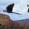 Fair winds or fowl: Clean energy clashes with conservation in Brazil’s Caatinga