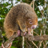 Translocation is a viable option for Brazil’s threatened porcupines: Study