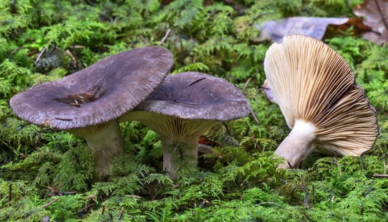 Warming will likely disrupt tree-fungi networks