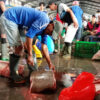 Indonesian illegal shark and ray exports remain rampant amid poor monitoring