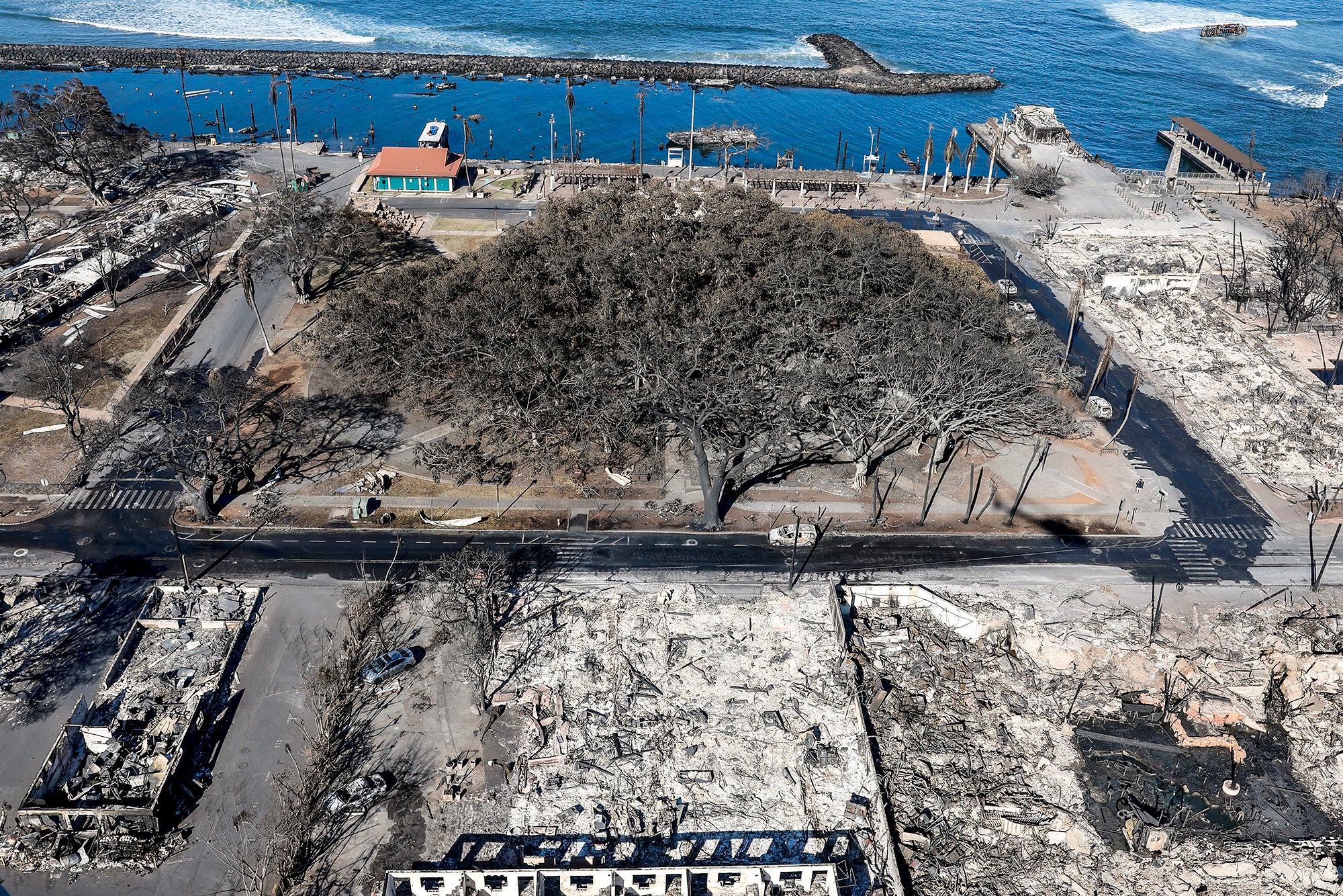 Why a Banyan Tree Damaged in the Maui Wildfire Was So Beloved