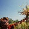 Bali rice experiment cuts greenhouse gas emissions and increases yields