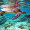 Study reveals turtles’ millennia-old food affair with North African seagrass