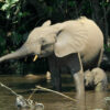 Elephants invade as habitat loss soars in Nigerian forest reserve