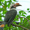 Online trade in Philippine hornbills threatens birds and forests