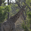 Kordofan giraffes face local extinction in 15 years if poaching continues