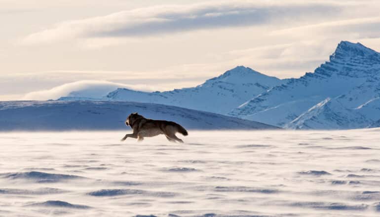 Deeper snow in Arctic can thaw permafrost