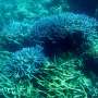 El Nino could imperil Australia’s Great Barrier Reef