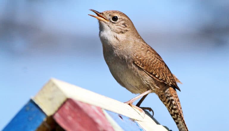 Light pollution may lower survival for some backyard birds