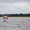 AI unlocks secrets of Amazon river dolphins’ behavior, no tagging required