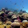 Coral reefs: How climate change threatens the hidden diversity of marine ecosystems