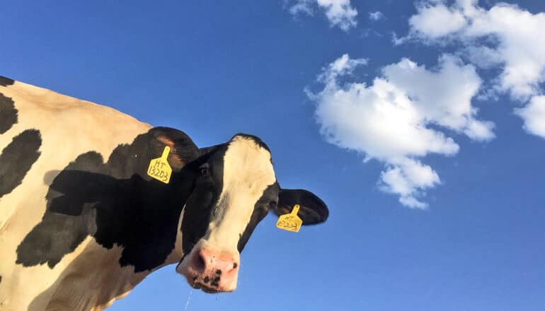 Could we breed cows that burp less methane?