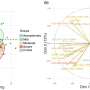 Cytotoxic CD4+ T-cells correlated to severe and fatal COVID-19 outcomes