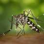 Brazil to launch vaccination campaign as dengue surges