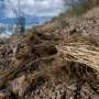 Invasive firestarter: How non-native grasses turned Hawaii into a tinderbox